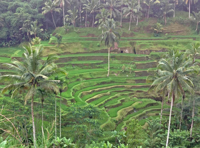 Rijstvelden op Bali